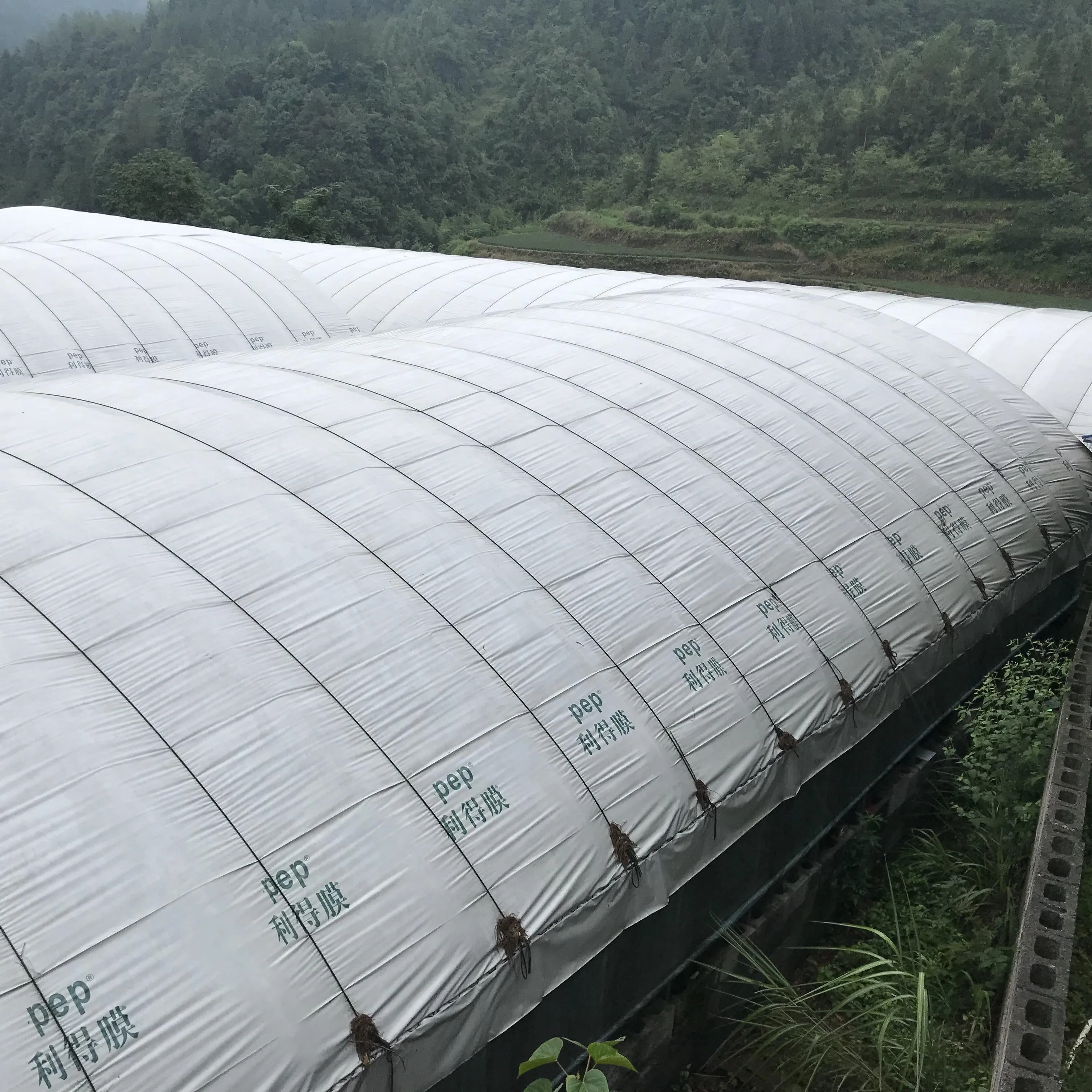 8M*30M Black and white film greenhouse for farming sheep, pigs and chickens