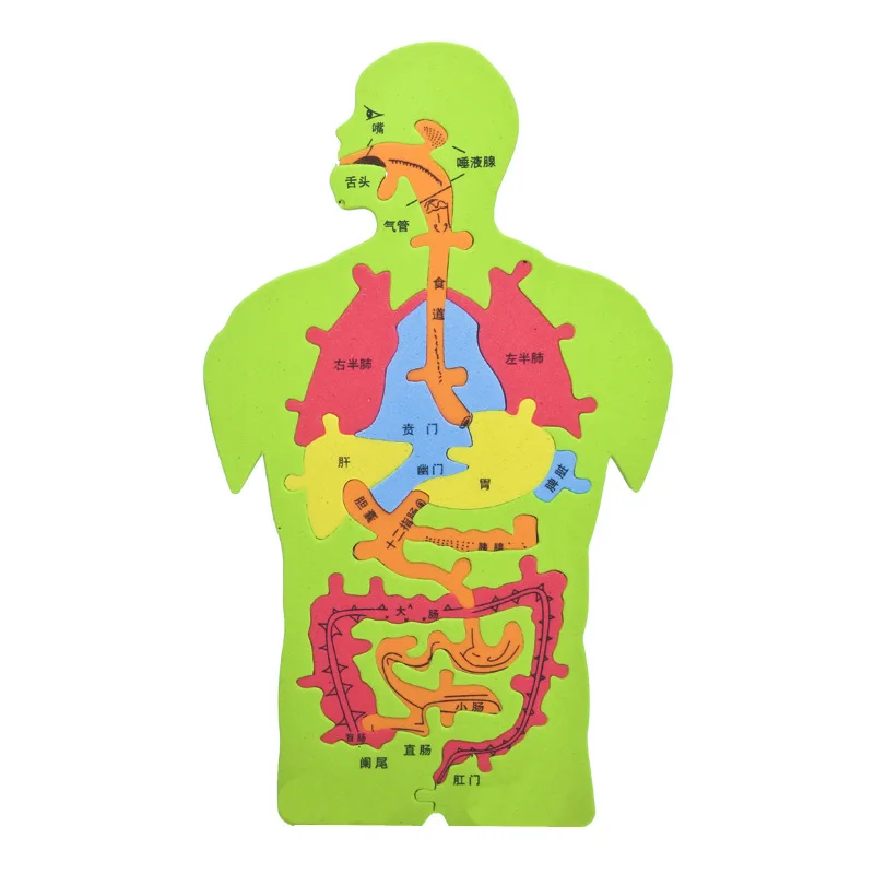 Doki Toy Technology To Produce Internal Puzzle Model Experiment Cognitive Large DIY Digestive System In Human Organs Popular2022