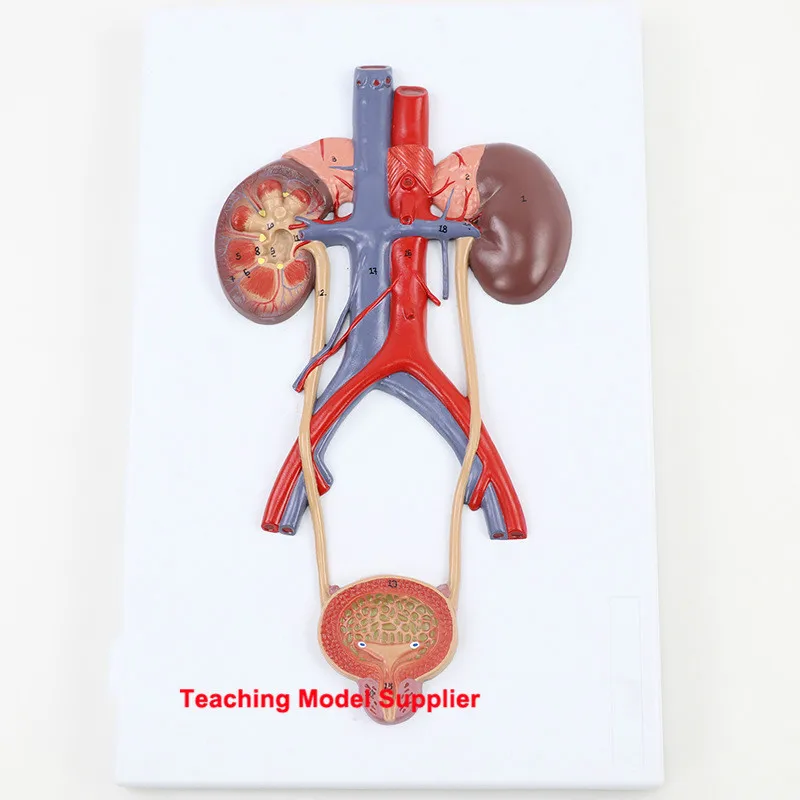 

Human Anatomy Bladder Catheterization Renal Urinary System Model Kidney Model Arteriovenous Model Medical Teaching