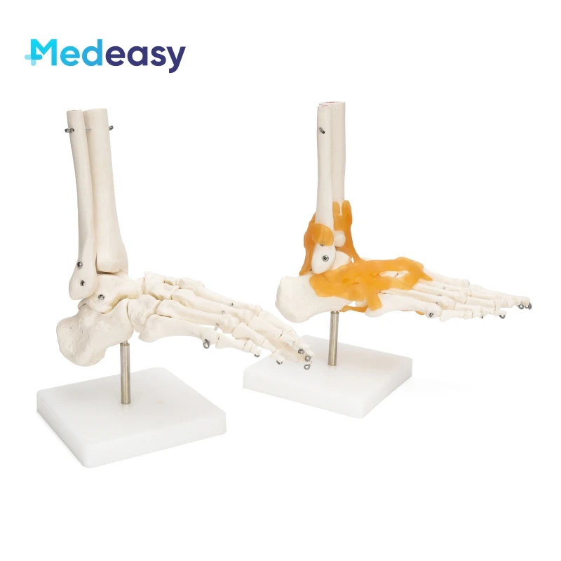 Human Life Size Anatomical Joint Model with Ligaments for Knee Hand Foot Hip Shoulder Elbow Anatomy Model