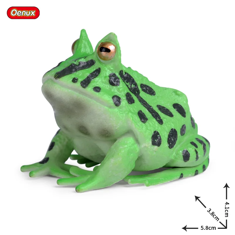 Oenux Simulation Wild Animals Frog Growth Cycle Action Figures Model Tadpole Bullfrog Figurine Educational Miniature Kids Toys