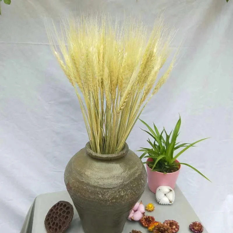 100Pcs Natural Wheat Ears Real Raw Color Dried Flowers Bouquet Arrangement Room Wedding Party Decoration Shooting Props