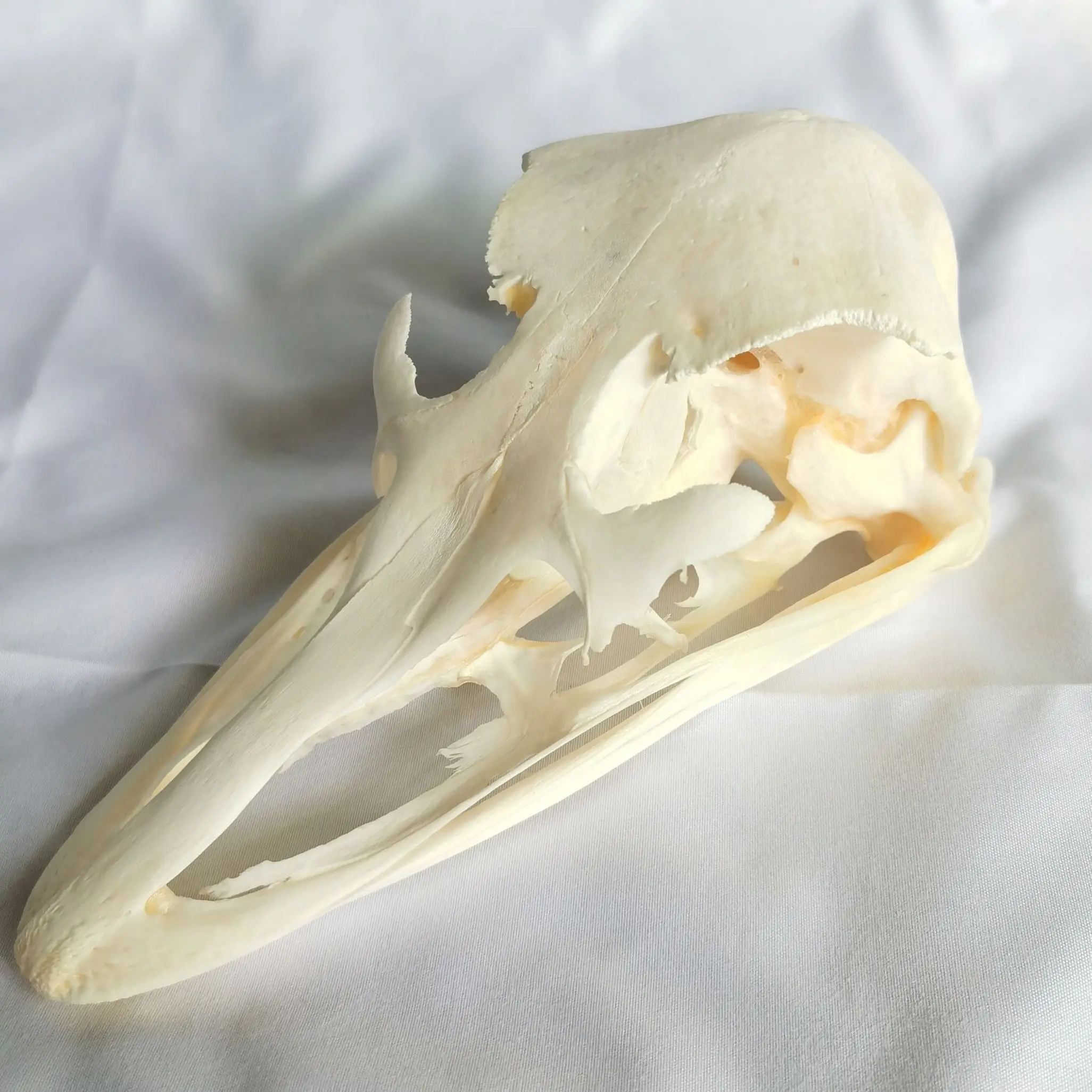 1Pcs/2pcs/4pcs Real Ostrich Skull, collectable, decoration, gift, Real animal skull