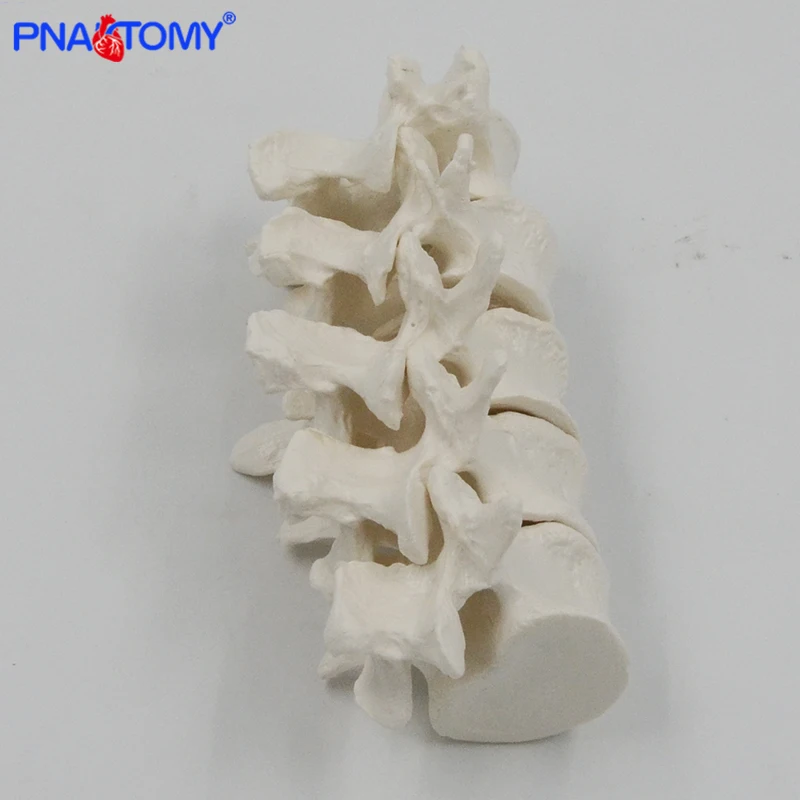 Life Size Human Cervical Vertebrae and Lumbar Vertebra Model Spine Neck Vertebra Lumbalis Skeleton Anatomy Anatomical Model