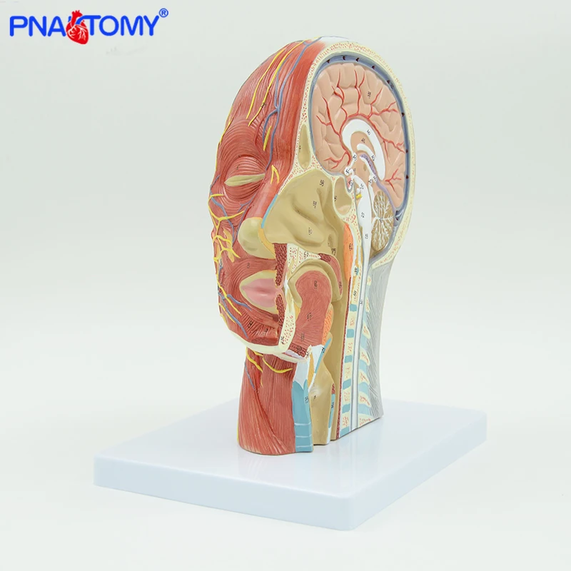 Testa umana con muscolo e nervoso vaso sanguigno anatomia del cervello cavità orale gola modello anatomico cranio viso muscolo a grandezza naturale