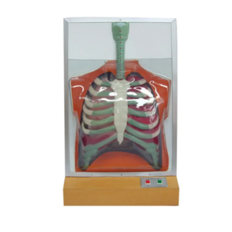 BIX-A2107  Medical Training Human Respiratory Movement Electric Model