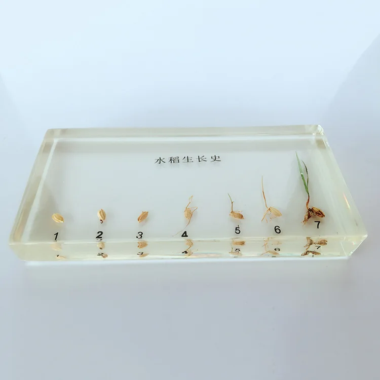 Plant Growth History Specimens Rice Germination Process Specimen Model Biology Botany Teaching Aids Creative Resin Handicraft