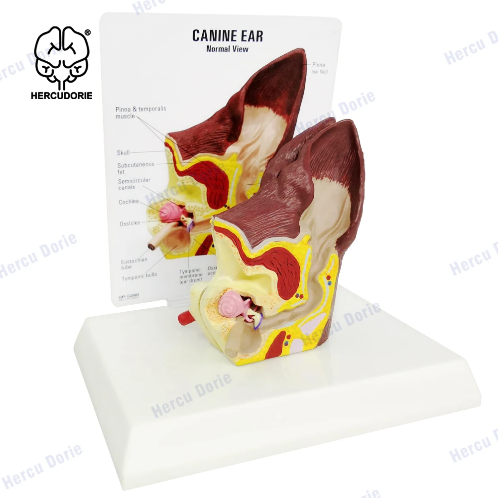 Canine Ear Model | Animal Body Anatomy Replica of Dog Ear w/Common Pathologies for Veterinary Office Educational Tool