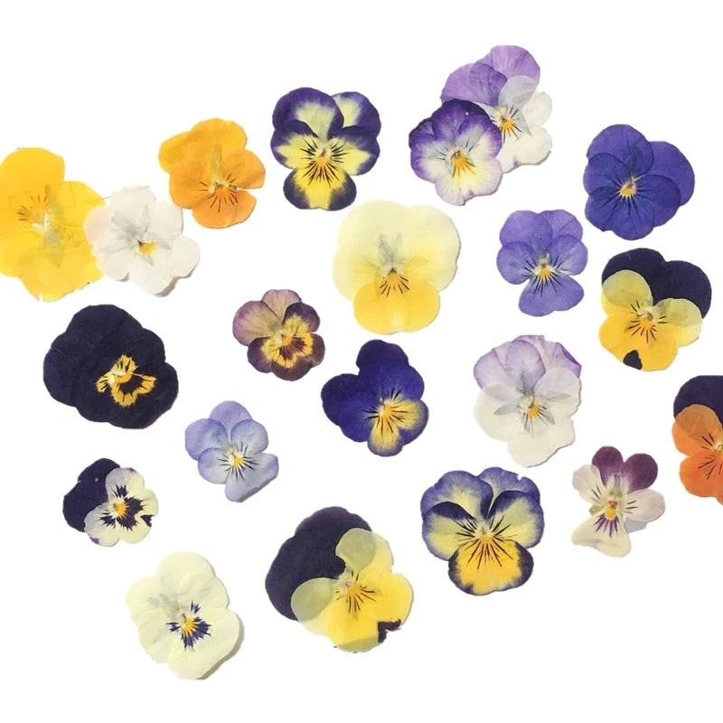 60pcs Pressed Dried Viola Tricolor L. Flower Plant Herbarium For Nail Art Make Up Jewelry Bookmark Phone Case Card DIY