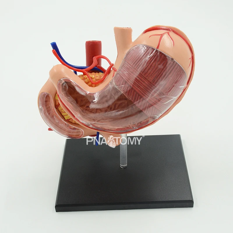 4D Detachable Stomach Model Removable Human Organs Anatomical Model Educational Equipment Medical Sciences Digestive System