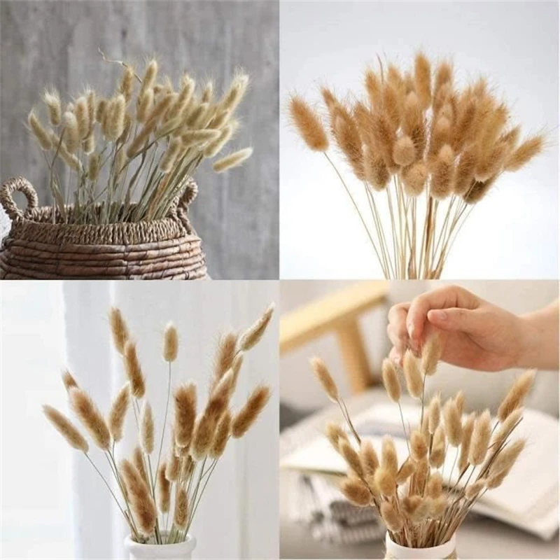 30PCS Dekoration Natural Dried Bunny Tails Bouquet Flowers Rabbit Tail Grass Floral Bunches Decoration Pampas Lagurus ovatus