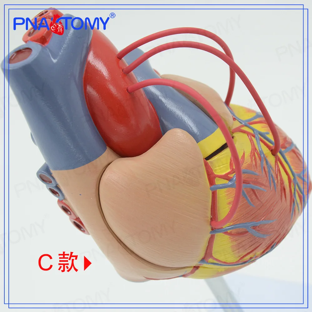 Cardiac Bypass Surgery Heart Anatomy Cardiovascular Human Cardiology Medical Teaching  Model Specimen