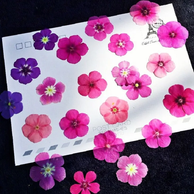 

60pcs Pressed Dried Mixed Phlox Drummondii Flower Plant Herbarium For Jewelry Postcard Bookmark Phone Case Invitation Card DIY