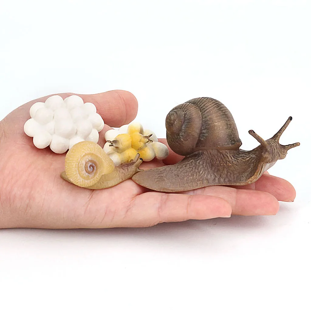 Figurines de la vie de l'escargot, jouets de biologie scientifique, figurines animales précoces