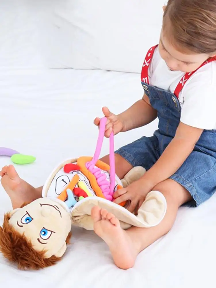 Human Body Model Anatomy Doll Soft Doll Toy Model Anatomy Anatomical Internal Organs Doll Educational Soft Toy