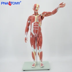 Figura muscular anatomia modelo 27 peças 78cm altura músculos humanos e ligamentos vasos sanguíneos e nervos anatômicos ferramenta de ensino