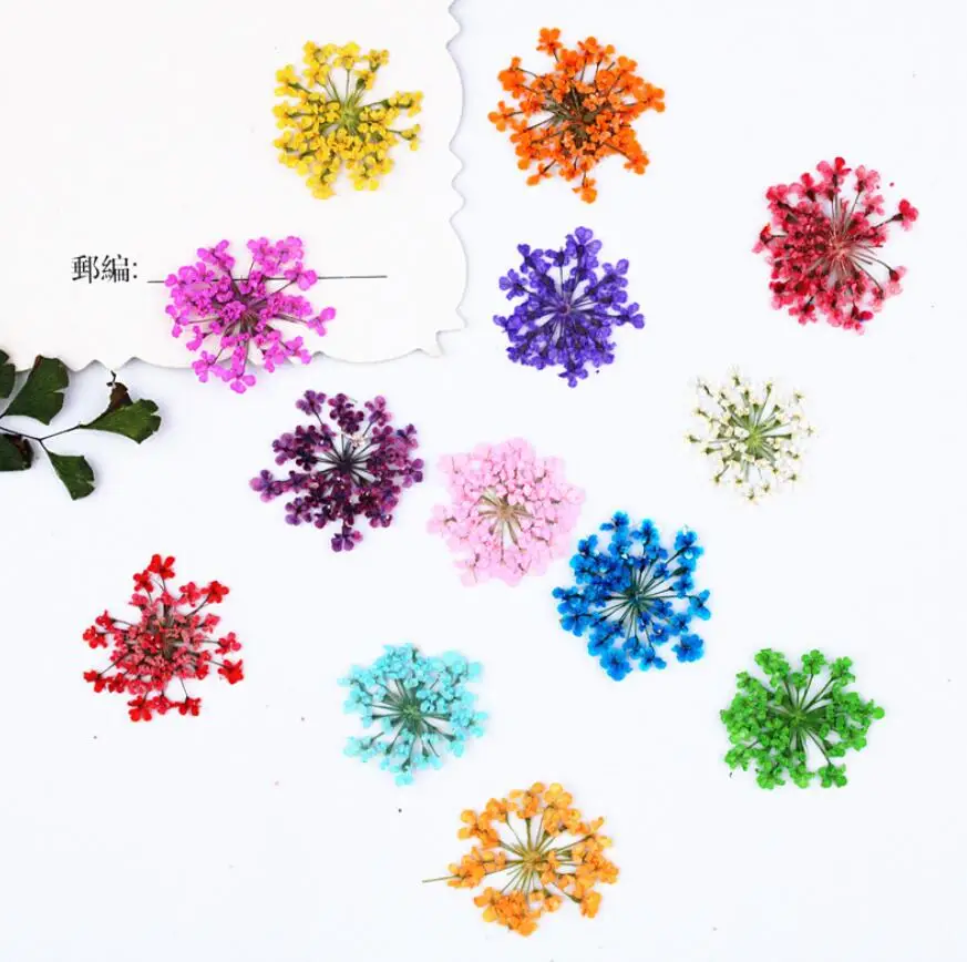 250pcs Pressed Dried Ammi Majus Flower  Plants For Nail Art Epoxy Resin Pendant Necklace Jewelry Making Craft DIY Accessories