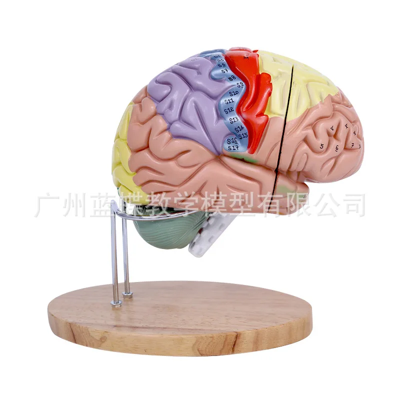 2 Times Magnification 4 Part Human Brain Digital Indicator Logo Brain Nerve Anatomical Model Medical Supplies