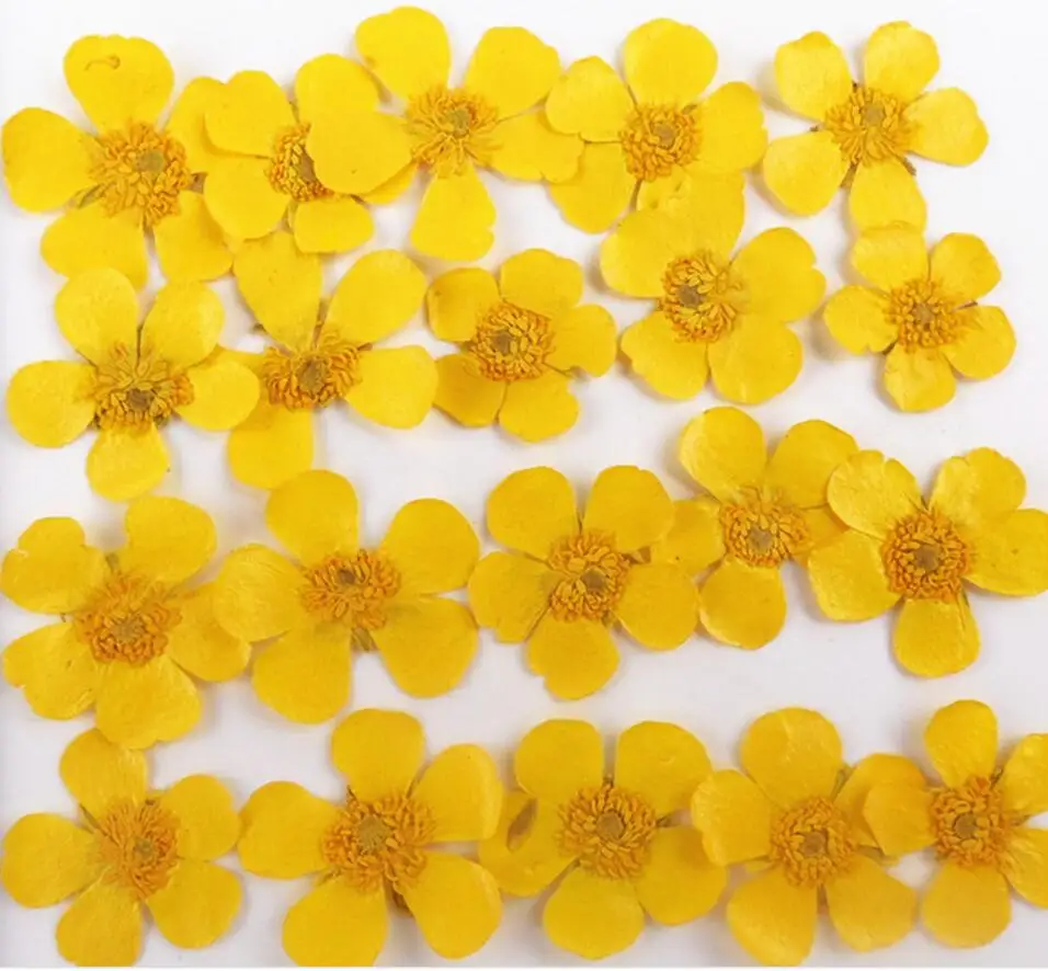 60pcs Natural Pressed Buttercup Ranunculus japonicus Flowers For Makeup Jewelry Postcard Invitation Card Phone Case DIY