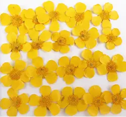 100 sztuk naturalne wciśnięty Buttercup Ranunculus japonicus kwiaty na kosmetyki do makijażu lub biżuterię karta pocztowa z zaproszeniem przypadku telefonu DIY