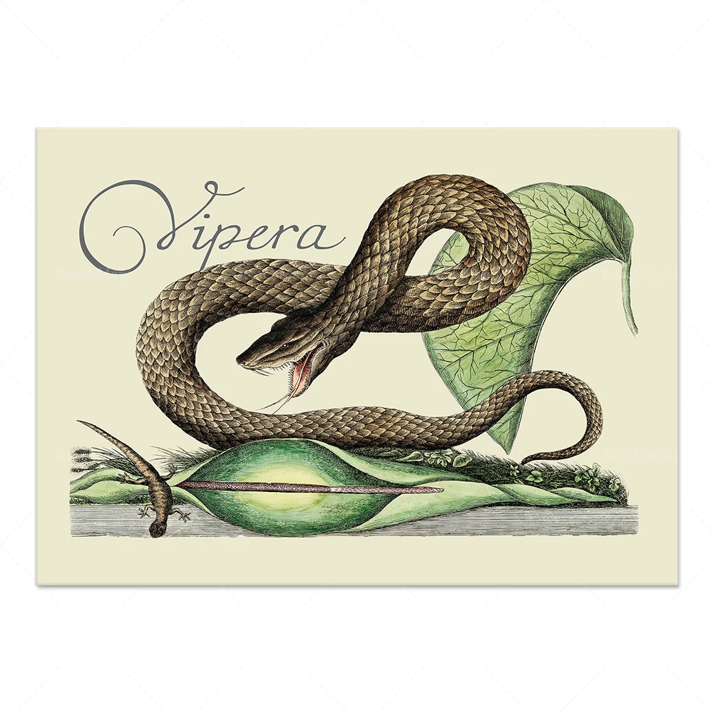 Vintage Viper Prints, Illustrations from the 1700s, Professional Giclee Prints, Viper and King Snakes, Botanical Wall Art, Poiso