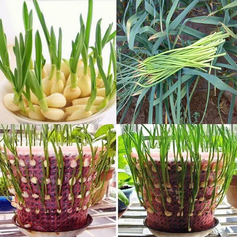 Garlic Stalk Vegetables Promote Elongation Coarsening Swelling Trace Element Foliar Fertilizer Garden Plant Growth Crop Farm