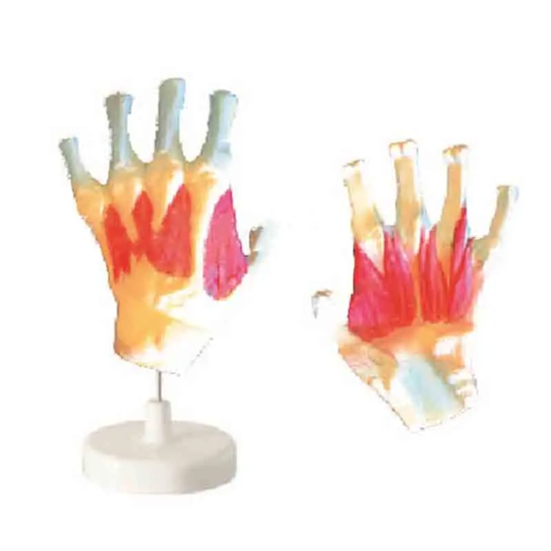 

A model of the interstebular muscles of the hand bone