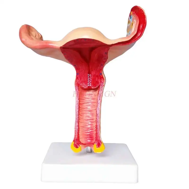 

Uterine model female uterine ovary anatomy magnification gynecology and obstetrics teaching mold medical teaching aids