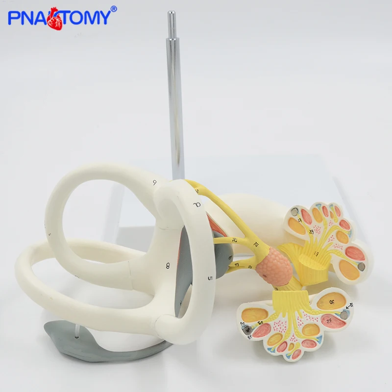 

Enlarged Human Ear Labyrinth Model Inner Ear Anatomical Model Sense Organs Detachable Medical Teaching Tool Hospital Use