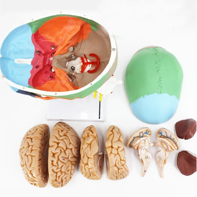 Medical Human Anatomy Skull with Cervical Vertebra and Brain Model