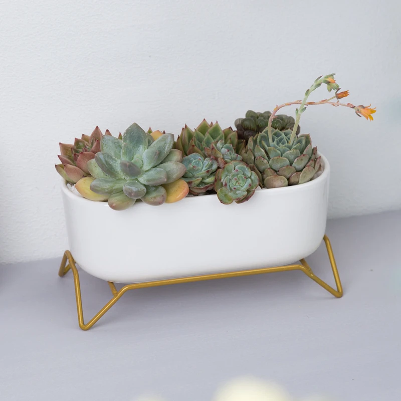 Small White Succulent Planter Pots with Bamboo Tray, Decorative Cactus Plant Holder Container for Home Office Table Desk Decor