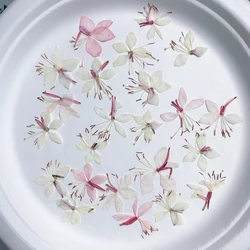 60pcs Pressed Dried Pecteilis susannae L Flower For Epoxy Resin Jewelry Making Bookmark Phone case Face Makeup Nail Art DIY