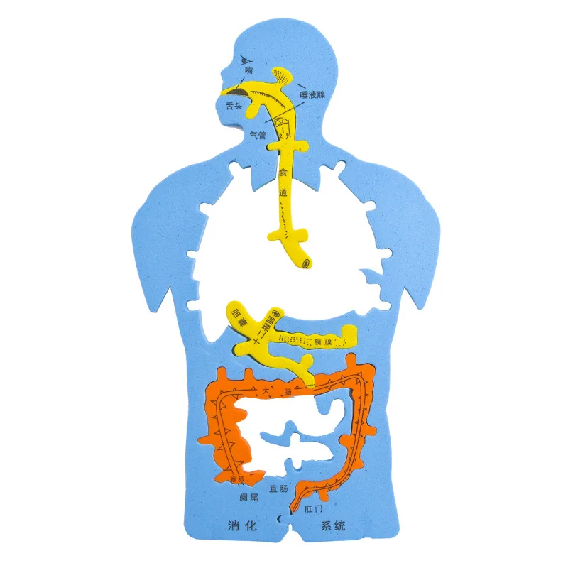 Doki Toy Technology To Produce Internal Puzzle Model Experiment Cognitive Large DIY Digestive System In Human Organs Popular2022