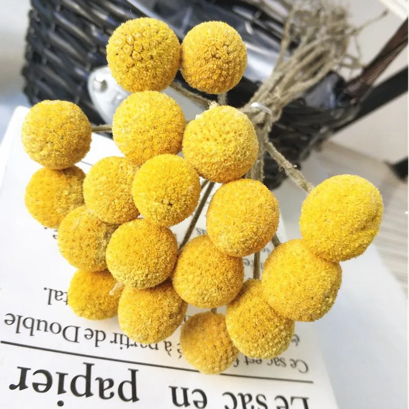 

Natural Fresh Dried Eternell Craspedia Flowers Billy Button Balls Bouquets Forever Gold Orbs Gobosa Home Decor Gifts