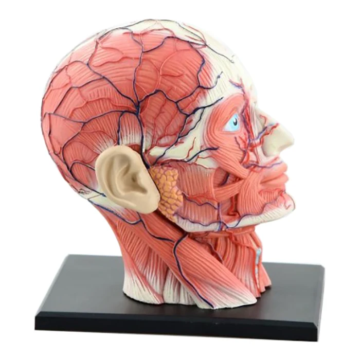 4D Assembled Humans Skeleton Anatomical Model Brain Nasal Oral Pharynx Larynx Cavity Model Anatomia Exploded Skull Education Toy