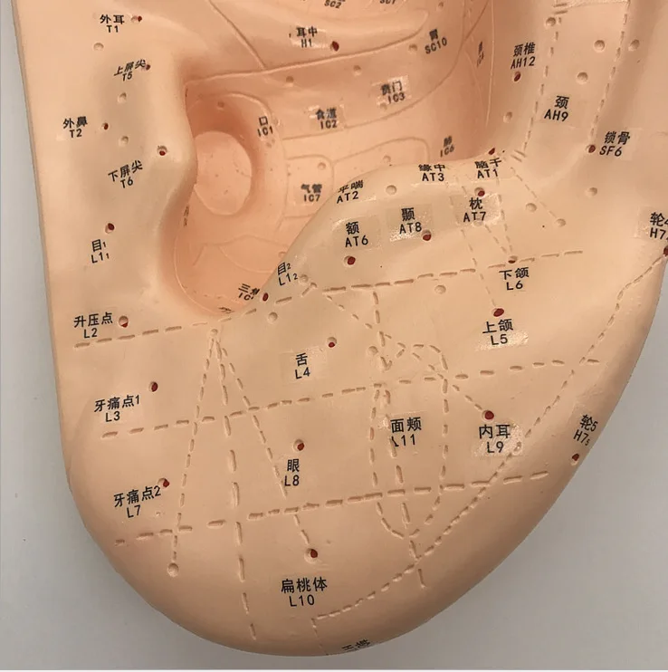 Amplification 40cm Large Medical Ear Massage Acupuncture Model Ear Reflex Zone Model Ear Acupuncture Point Chinese Medical Model