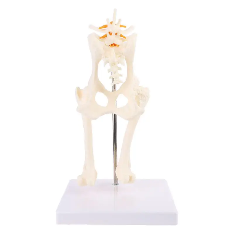 

Dog Hip Joint Skeleton Medical Anatomy Anatomical Models Anatomical Model Animals Free 3d Animal Model