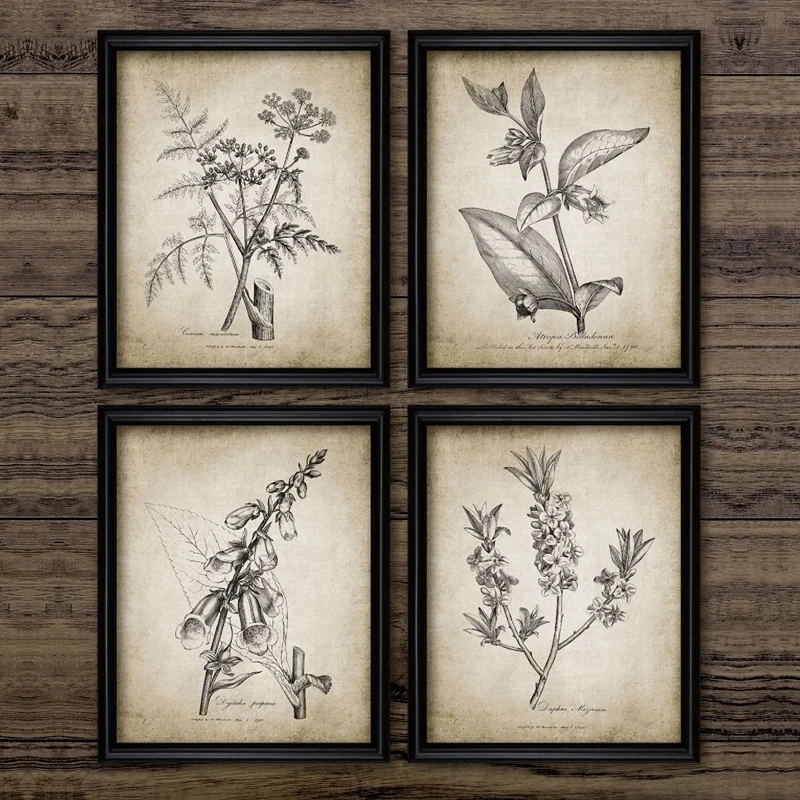 Antichi poster e stampe botani - Live Plant Fertilizer recensione e prezzo
