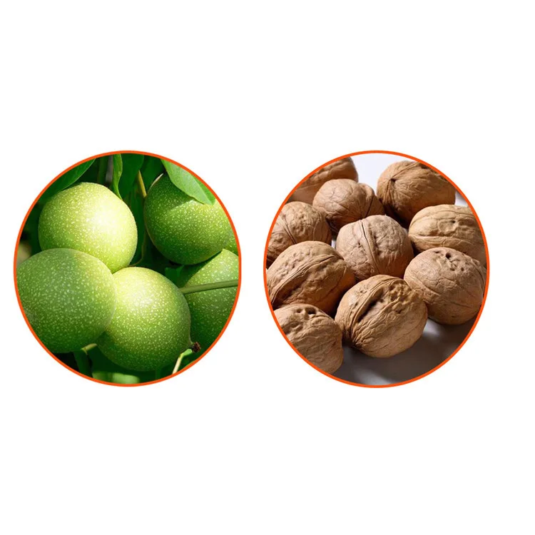 آلة تقشير مقشرة الجوز الأخضر التجارية الجديدة 800 كجم / ساعة