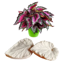 Begonia Leaf Veiner Silicone Mould Cake Chocolate Fondant Gumpaste Sugar Clay Flower Cake Decorating Moulds DIY M2111