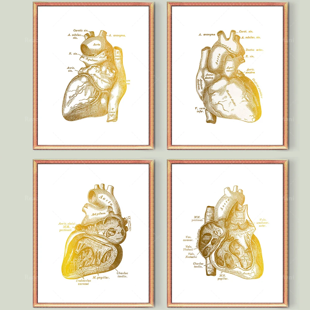 Anatomical Heart Print, Vintage Cardiology Art, Heart Structure Poster, Medical Art, Cardiologist Gift, Surgeon Gift, Doctor Off