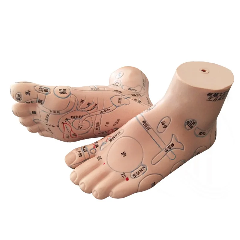 13cm Foot Reflex Zone Massage Model, Not Acupuncture Model, Foot Massage Model Chinese Language Feet Reflexology,1 Pair Medical