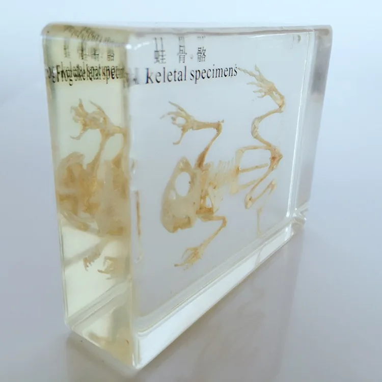 Frog Skeleton Embedded Specimen Resin Real Frog Bones Animal Specimen Models Biological Anatomy Teaching Aids Resin Handicraft