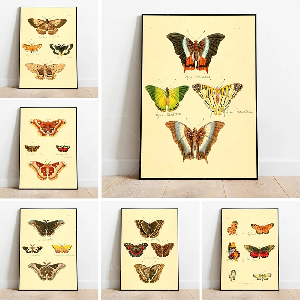 

Butterfly Poster Print| Vintage Science Print| Animal Prints| Wall Prints| Canvas Art| Vintage Wall Art