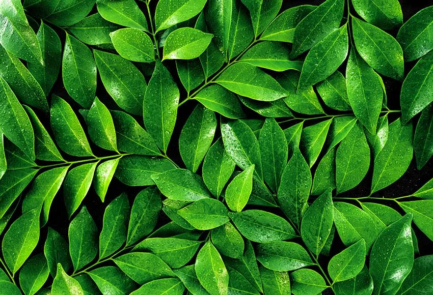 Mehofon Green Leaves Wall Ripple Photography Dark Green Tropical Leaves Newborn Baby Shower Birthday Party Backdrop Photo Studio