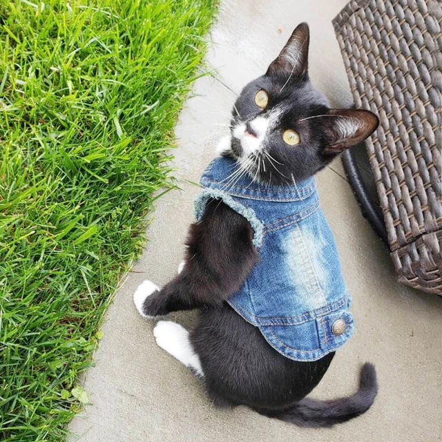 Denim cat fashion vest