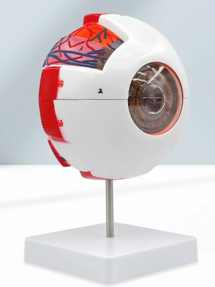 PVC Color Head Mannequin, Eyeball Simulation Model, Magnifying Eye Structure, Make Anatomical Teaching Instrument, B055, 25x15cm