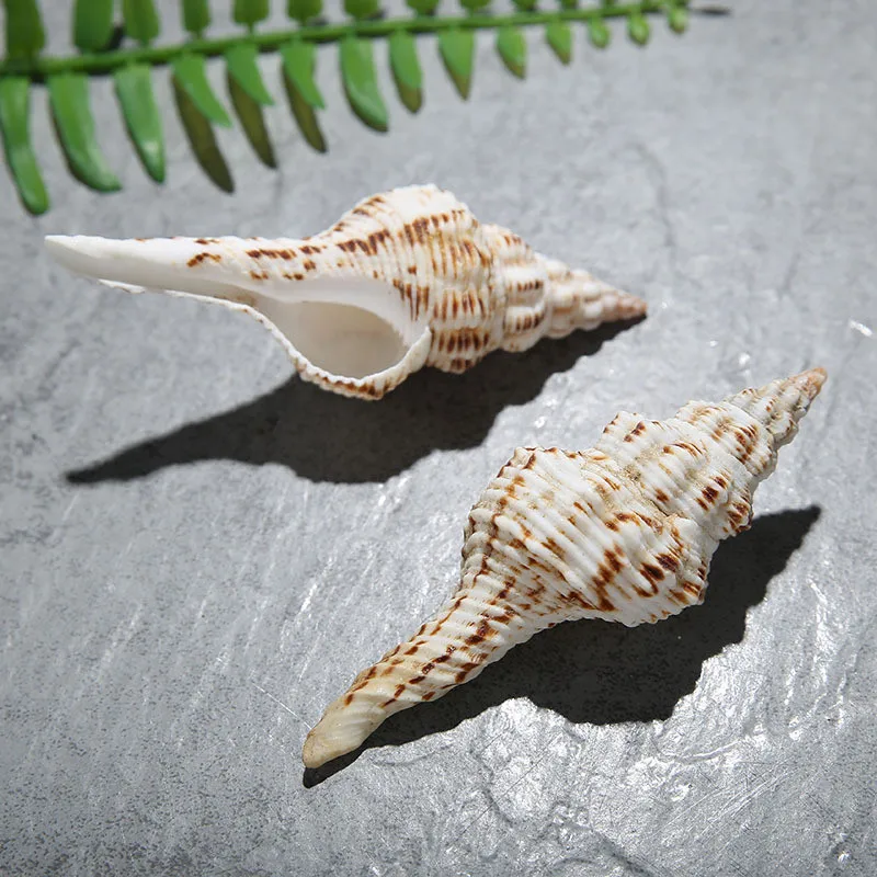 2pcs/lot Mediterranean Style Natural for Home Decoration Large Conch Window Decoration Spirulina Variegata Big Conch 7-13cm