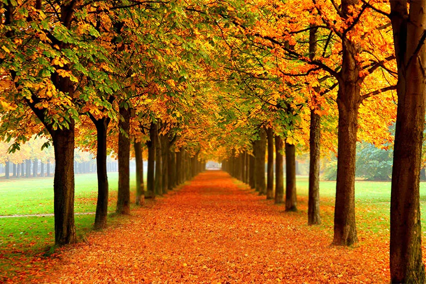 ฤดูใบไม้ร่วงสีแดง Leaf Forest ทิวทัศน์พื้นหลังภาพพื้นหลังครอบครัวเด็กตกแต่งฉากหลังม่าน