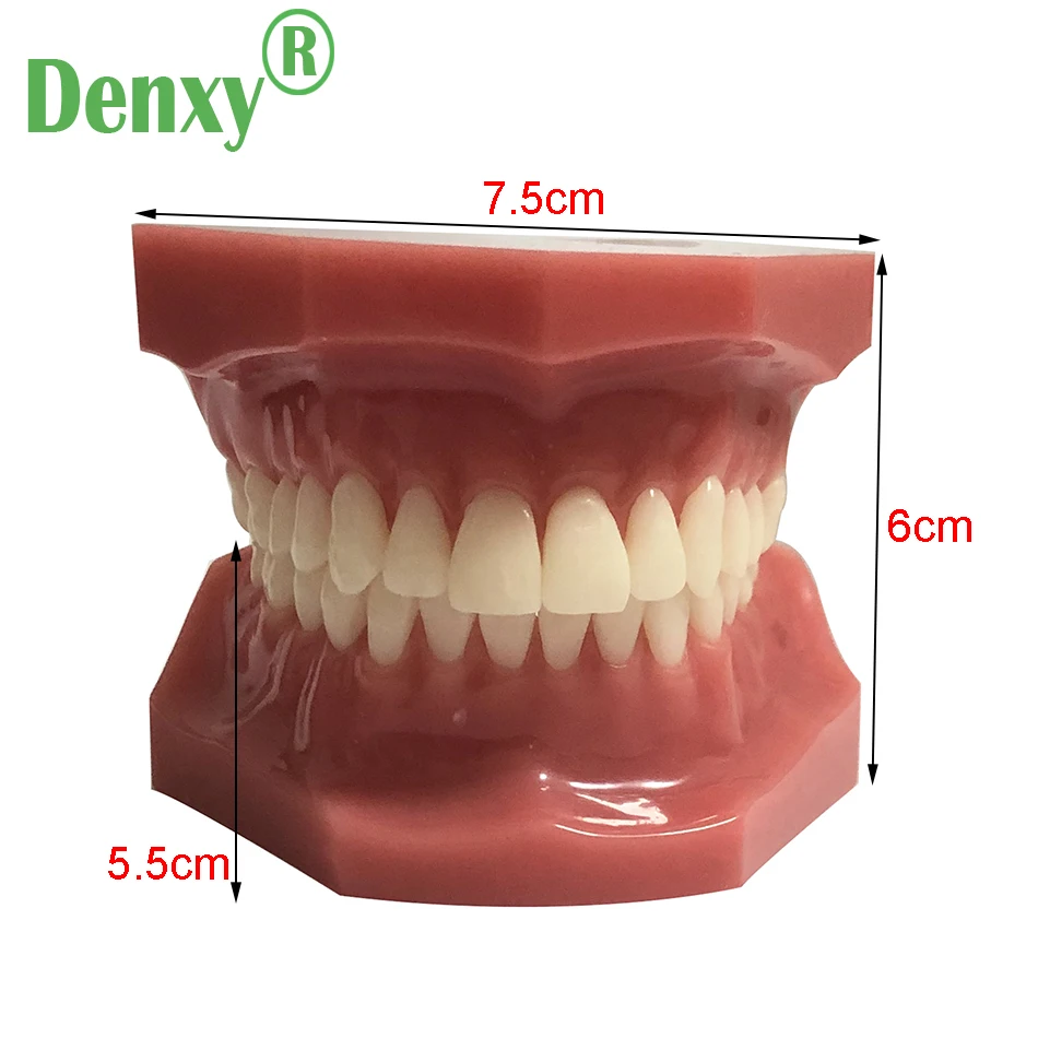 Denxy HigQuality Resin Orthodontic Teeth model Dental Disease Tooth Model New Dentist Traning In The School Dental Typodont